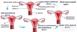 Почему нет овуляции при регулярных месячных лечение