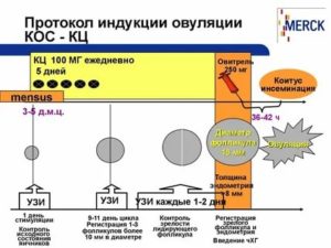 Когда начинаются месячные после стимуляции клостилбегитом