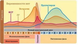 Почему после месячных повышается либидо у