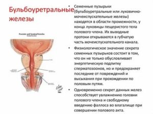 Предстательная луковичная железы