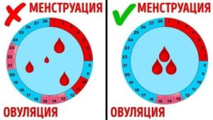 Почему сокращается цикл между месячными в 40 лет