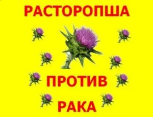 Расторопша при раке простаты