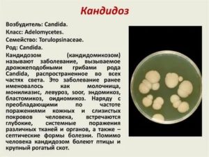 Возбудитель кандидозов микробиология