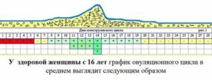 Как определить длину цикла месячных и что это такое