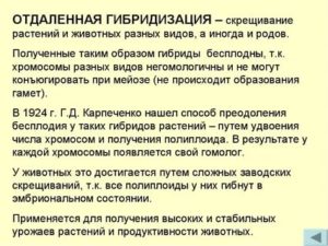 Гибриды полученные путем отдаленной гибридизации бесплодны так как у них