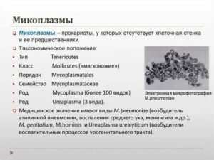 Что такое микоплазмоз его разновидности