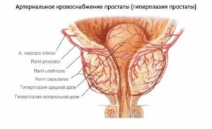 Кровоснабжение и иннервация предстательной железы