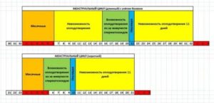 Как забеременеть если менструальный цикл 31 день