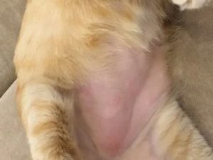 Что может быть у кота в паховой области в виде опухоли
