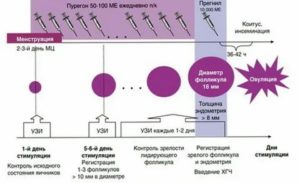 Когда начинаются месячные после стимуляции клостилбегитом