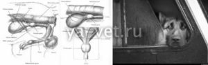 Может ли у кастрированного кобеля быть простатит