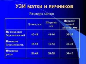 Размер матки при климаксе норма таблица