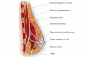 Почему увеличивается грудь при менопаузе