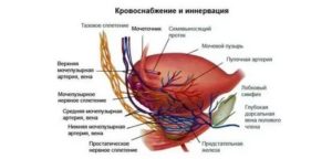 Как улучшить кровоснабжение в простате