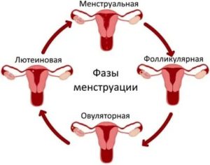 Что такое менструация википедия