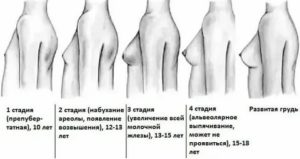 Правда ли что при месячных начинает расти грудь