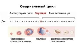 Сколько дней живет желтое тело до месячных