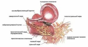 Кровоснабжение и иннервация предстательной железы