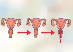 Почему женщина нечистая во время месячных