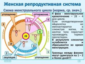 Почему сбивается цикл месячных у женщин после смены климата