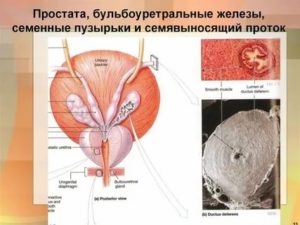 Предстательная луковичная железы