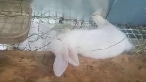Почему дохнут месячные крольчата