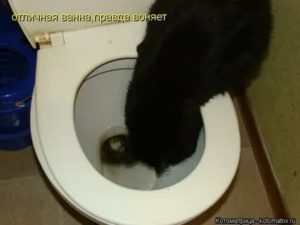 Почему часто хочется в туалет по большому перед месячными