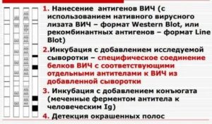 Может ли ошибаться иммуноблот на вич