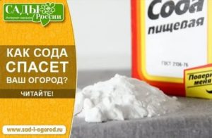 Можно ли при вич пить соду