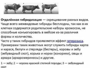 Гибриды полученные путем отдаленной гибридизации бесплодны так как у них