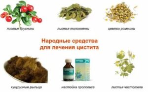 Можно ли лечить цистит чистотелом