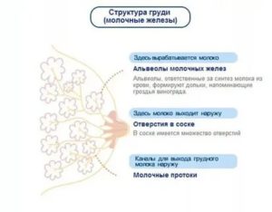 Почему болят грудные железы без месячных