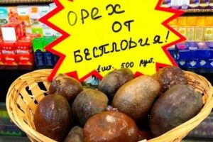 Мусульманский орех от бесплодия