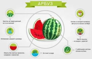 Почему нельзя есть арбузы при цистите