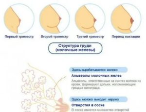 Почему чешется соски во время месячных