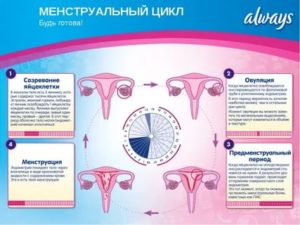 Почему менструальный цикл может стать короче