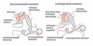 Как сократить время между эрекциями