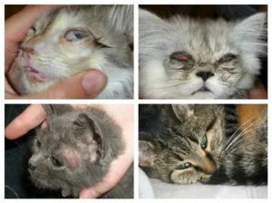 Могут ли коты заболеть вич
