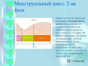 Что происходит во вторую фазу менструального цикла