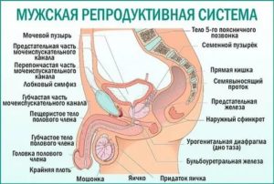 Можно ли забеременеть при хроническом простатите у мужчины