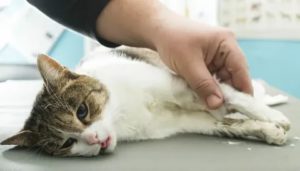 Могут ли коты заболеть вич