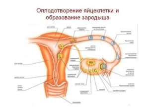 Куда девается неоплодотворенная яйцеклетка если нет месячных