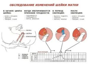 Почему нет овуляции при регулярных месячных лечение