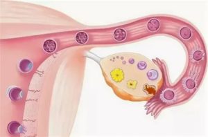 Куда девается неоплодотворенная яйцеклетка если нет месячных