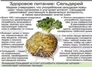 Помогает ли сельдерей при простатите