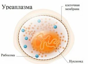 Может ли через слюну передаться уреаплазмоз