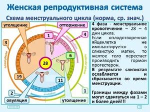 Почему месячные сбиваются каждый месяц