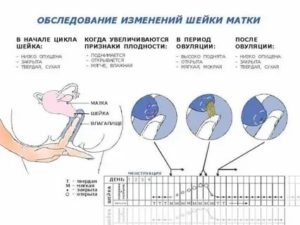 Что такое овуляция у женщин это месячные или нет