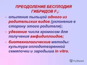 Преодоление бесплодия у отдаленных гибридов возможно с помощью