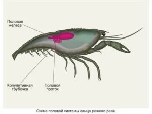 Органы половой системы у раков